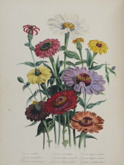(Jane Wells). -The Ladies' Flower-Garden of Ornamental Annuals.