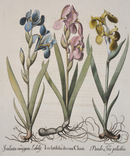 -Iris lutea variagata lobely. Iris latifolia decima Clusii. Pseudo Iris palustris. 3 Schwertlilien auf einem Blatt.