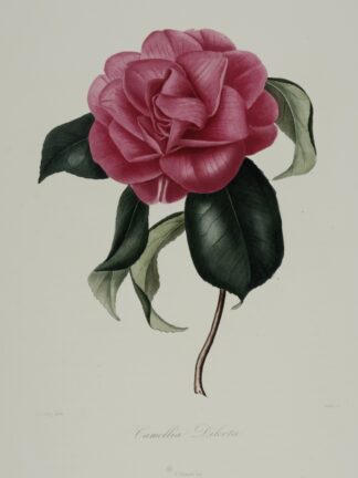 -KAMELIE. Camellia Dilecta. Darstellung einer Kamelie in einem hellen Karmin Rosé mit Blättern.