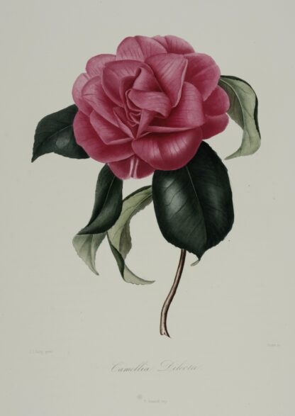 -KAMELIE. Camellia Dilecta. Darstellung einer Kamelie in einem hellen Karmin Rosé mit Blättern.