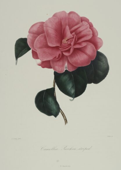 -KAMELIE. Camellia Parcksii striped. Darstellung einer Kamelie in einem hellen Karmin Rosé mit Blättern.