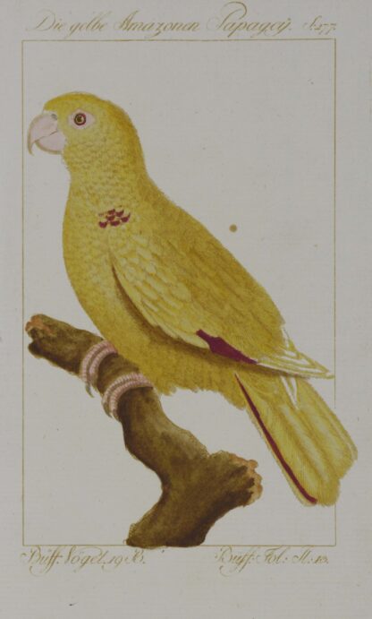 -PAPAGEI. Der gelbe Amazonen Papagey.