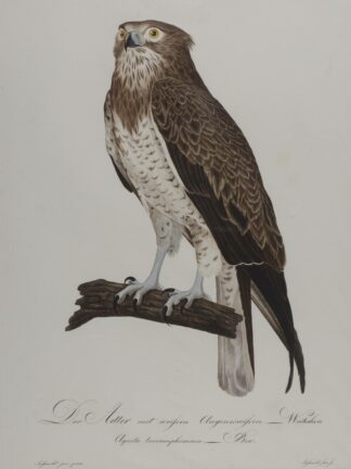 -ADLER. Der Adler mit weißen Augenkreisen. (Aquila leucamphomma - Bek.). Weibchen.