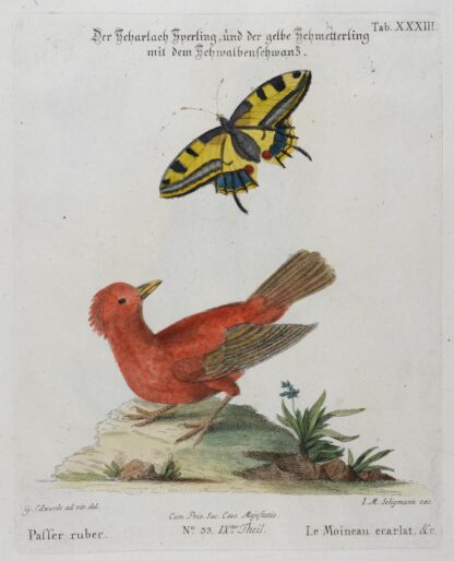 -Der Scharlach Sperling und der gelbe Schmetterling mit dem Schwalbenschwanz. Passer ruber. Le Moineau ecarlat.