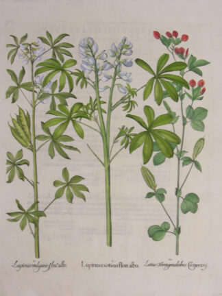 -Lupinus exoticus flore albo; Lupinus vulgaris flore albo; Lotus Tetragonolobus Camerarii. Weiße Lupine. 3 Pflanzendarstellungen auf einem Blatt.