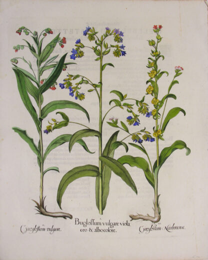 -Buglossum vulgare violaceo et albo colore; Cynoglossum vulgare; Cynoglossum Narbonense. 3 Pflanzendarstellungen auf einem Blatt.