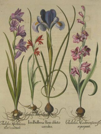 -Iris Bulbosa flore diluto coerulco
