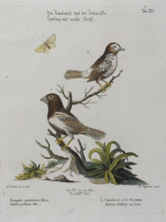 -Der Amavad und der Indianische Sperling mit weißer Brust. Bengalus punctulatus