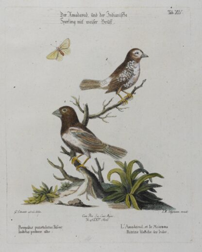 -Der Amavad und der Indianische Sperling mit weißer Brust. Bengalus punctulatus