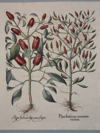 -Piper Indicum minimum erectum; Piper indicum bisfurcata siligua. Darstellung zweier Chilipflanzen mit länglichen Schoten.