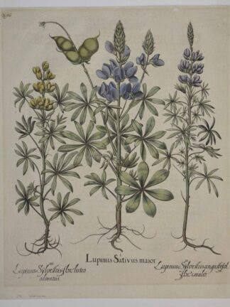 -Lupinus Sativus maior; Lupinus Sylvestris angustifol flore caeruleo; Lupinus Sylvestris flore luteo odoratus. Darstellung von 3 Lupinen auf einem Blatt.
