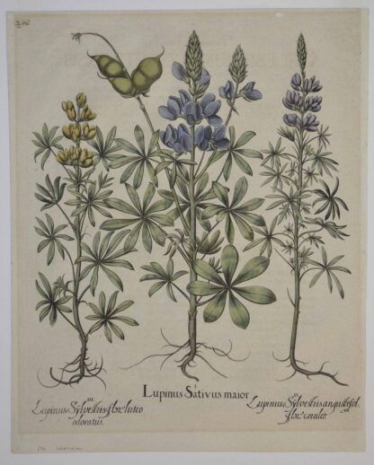-Lupinus Sativus maior; Lupinus Sylvestris angustifol flore caeruleo; Lupinus Sylvestris flore luteo odoratus. Darstellung von 3 Lupinen auf einem Blatt.