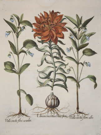 -Lilium cruentum flore pleno; Viola erecta flore caeruleo und Viola erecta flore albo. Feuerlilie und Hohes Veilchen