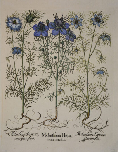 -Melanthium Hispanicum maius; Melanthium Damascenum flore pleano und Melanthium Sativum flore simplici. 3 Schwarzkümmel-Pflanzendarstellungen auf einem Blatt.