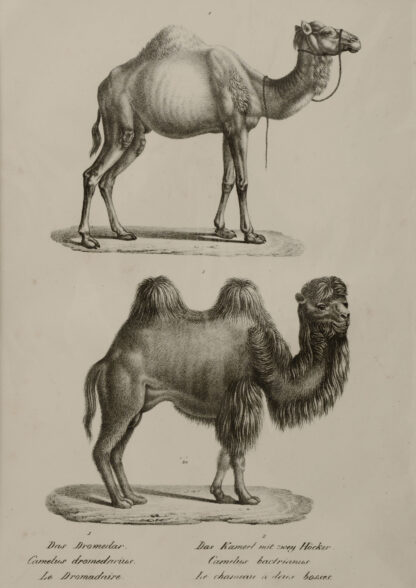 -Das Dromedar. Das Kamel mit zwei Höcker.