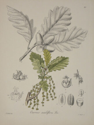 -Traubeneiche. Quercus sessiliflora.