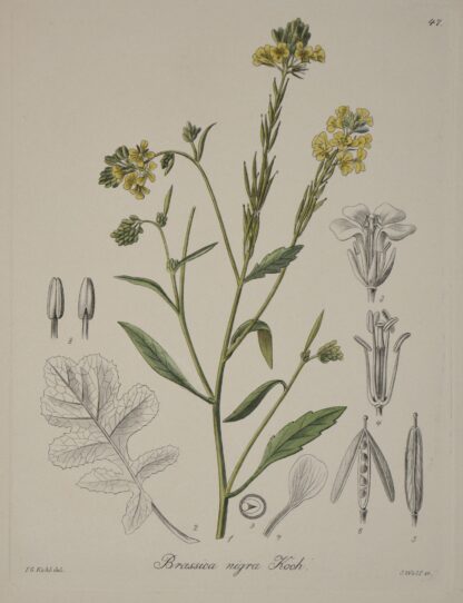-Schwarzer Senf. Brassica nigra.