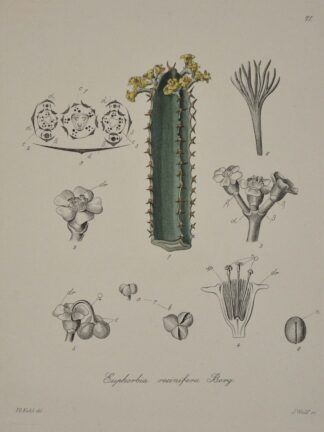 -Harzwolfsmilch. Euphorbia resinifera.