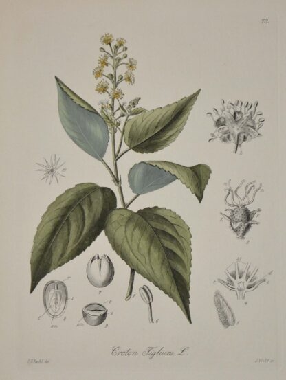 -Krontonölbaum. Croton tiglium.