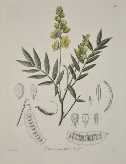 -Sennes. Cassia angustifolia.