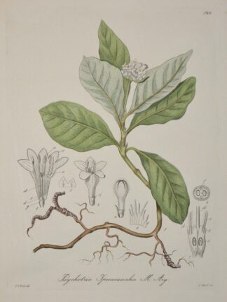 -Brechwurzel. Psychotria ipecacuanha.
