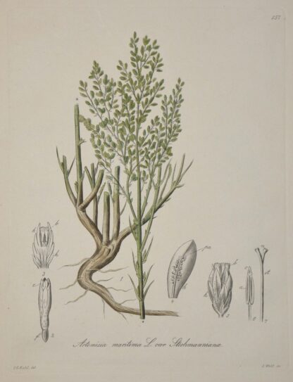 -Strand-Beifuß.  Artemisia maritima var. Stechmanniana.