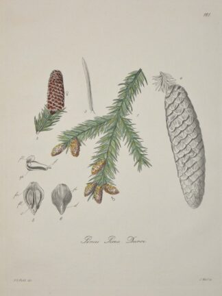 -Pinie. Pinus Picea Duroi.