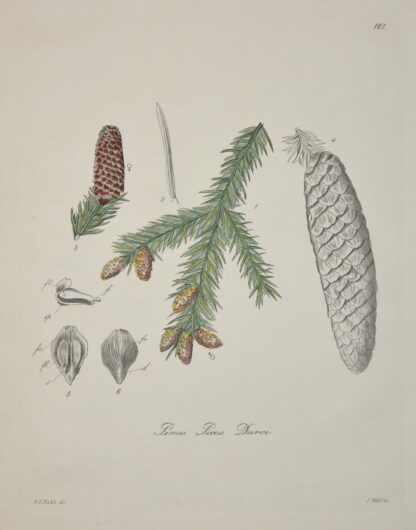 -Pinie. Pinus Picea Duroi.
