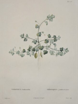 -Efeu-Ehrenpreis. Veronica hederifolia. Véronique à feuilles de Lierre.