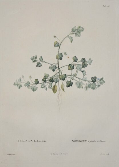 -Efeu-Ehrenpreis. Veronica hederifolia. Véronique à feuilles de Lierre.