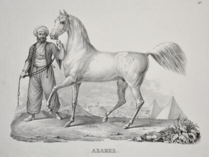 -Araber. Darstellung eines Pferdes mit Pyramiden im Hintergrund.