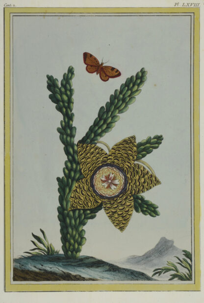 -Stapelia gigantea (Familie Seidenblumengewächse). Darstellung einer Pflanze mit großer Blüte und Schmetterling.