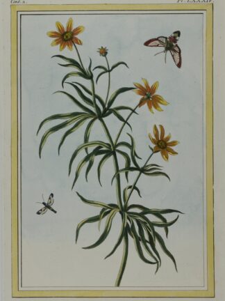 -Helianthus salicifolius: Darstellung einer Pflanze mit Blüten und Falter.