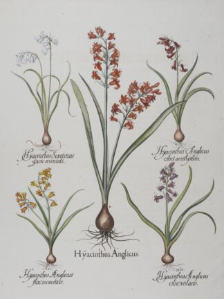 -Hyacinthus Anglicus