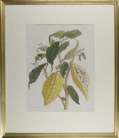 MERIAN