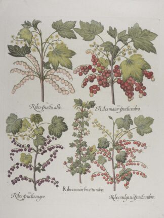 -Ribes fructo albo