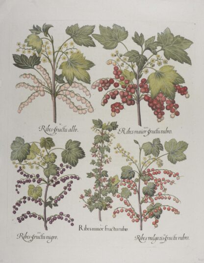 -Ribes fructo albo