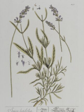 -Spica latifolia. Garten-Spick. Darstellung einer Lavendelpflanze mit Blüten.