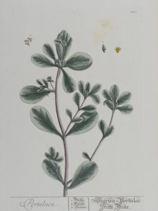 -Postulaca. Garten Partulac