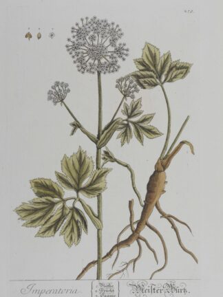 -Imperatoria. Meister Wurtz. Darstellung der Meisterwurz mit Blütenstand und Wurzel.