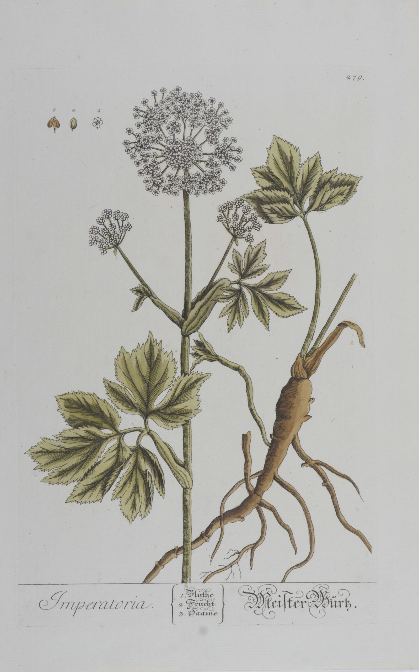 -Imperatoria. Meister Wurtz. Darstellung der Meisterwurz mit Blütenstand und Wurzel.