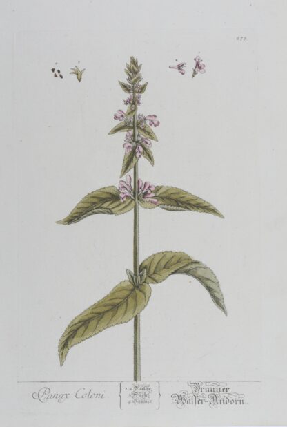 -Panax Coloni. Brauner Wasser-Andorn. Darstellung einer Andornpflanze (Marrubium) mit Blüten und Samen.