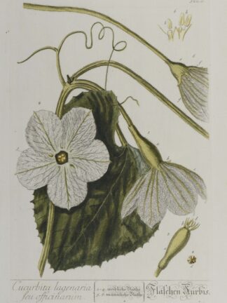 -Cucurbita lagenaria feu officinarum. Flaschen-Kürbis. Darstellung eines Teils einer Kürbispflanze mit Blüten und beginnender Frucht.