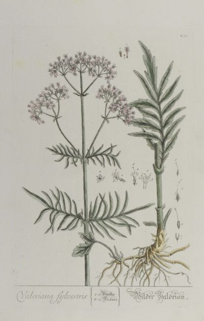 -Valeriana sylvestris. Wilder Baldrian. Darstellung einer Baldrianpflanze mit Blütenstand und Wurzel.
