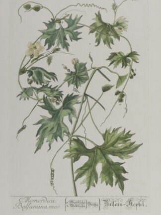 -Momordica Balsamina mas. Balsam-Apfel. Darstellung einer Balsamapfelpflanze mit Blüten.
