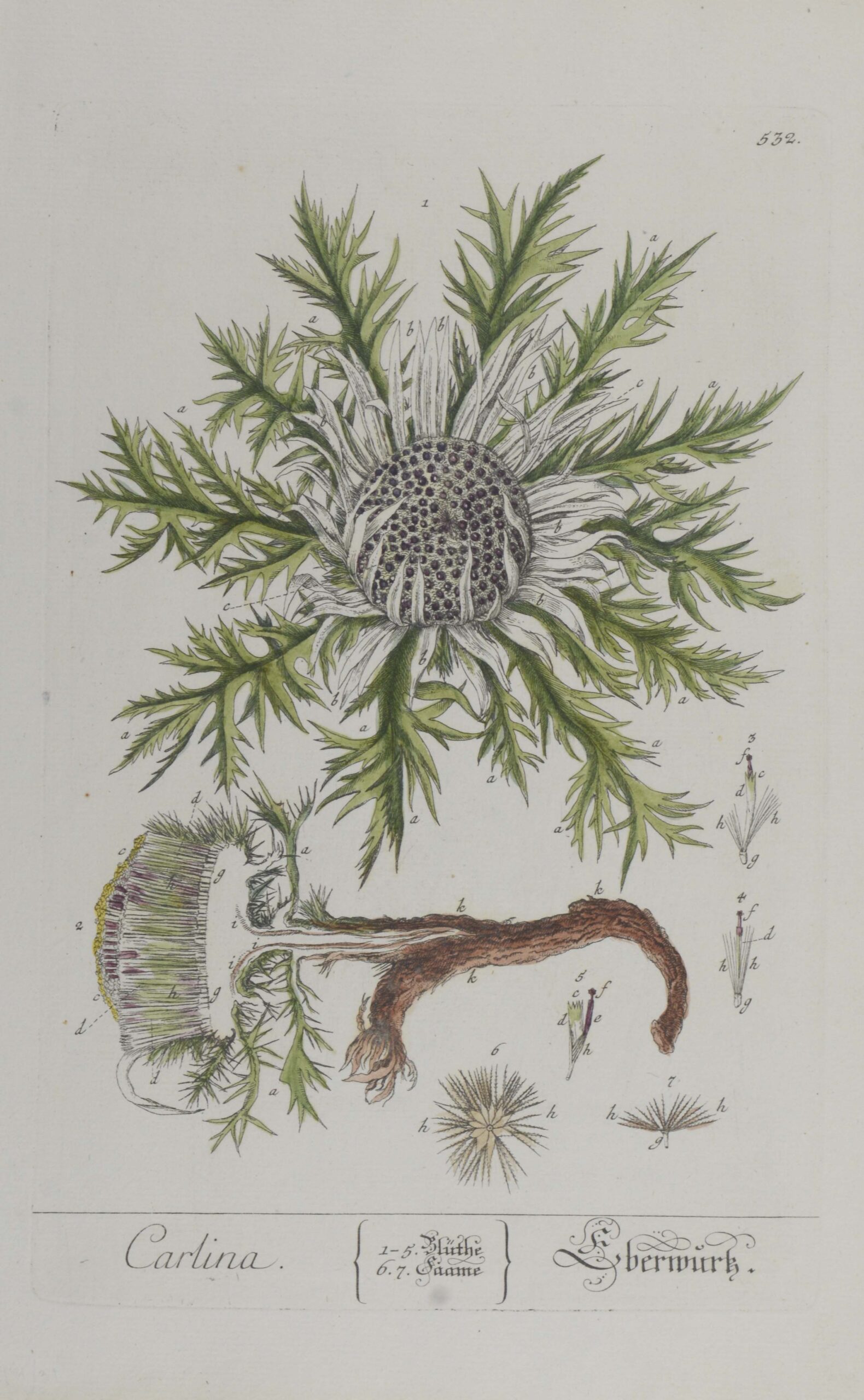 -Carlina. Eberwurtz. Darstellung einer Silberdistel mit Blüten und Samen.
