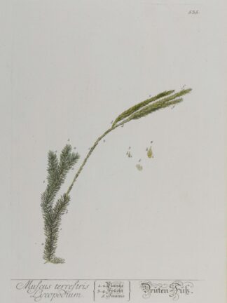 -Muscus terrstris Lycopodium. Druten-Fuß. Darstellung eines Keulen-Bärlapps mit Früchten und Samen.