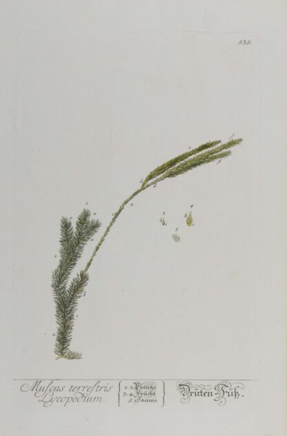 -Muscus terrstris Lycopodium. Druten-Fuß. Darstellung eines Keulen-Bärlapps mit Früchten und Samen.