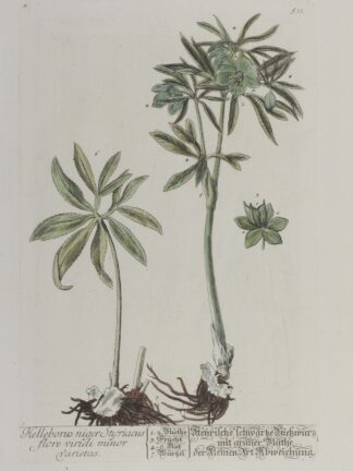 -Helleborus niger Styriacus flore viridi minor varietas. Steyrische schwarze Nießwurtz mit grüner Blüthe der kleinen Art Abweichung. Darstellung einer grünen Nieswurz mit Wurzel