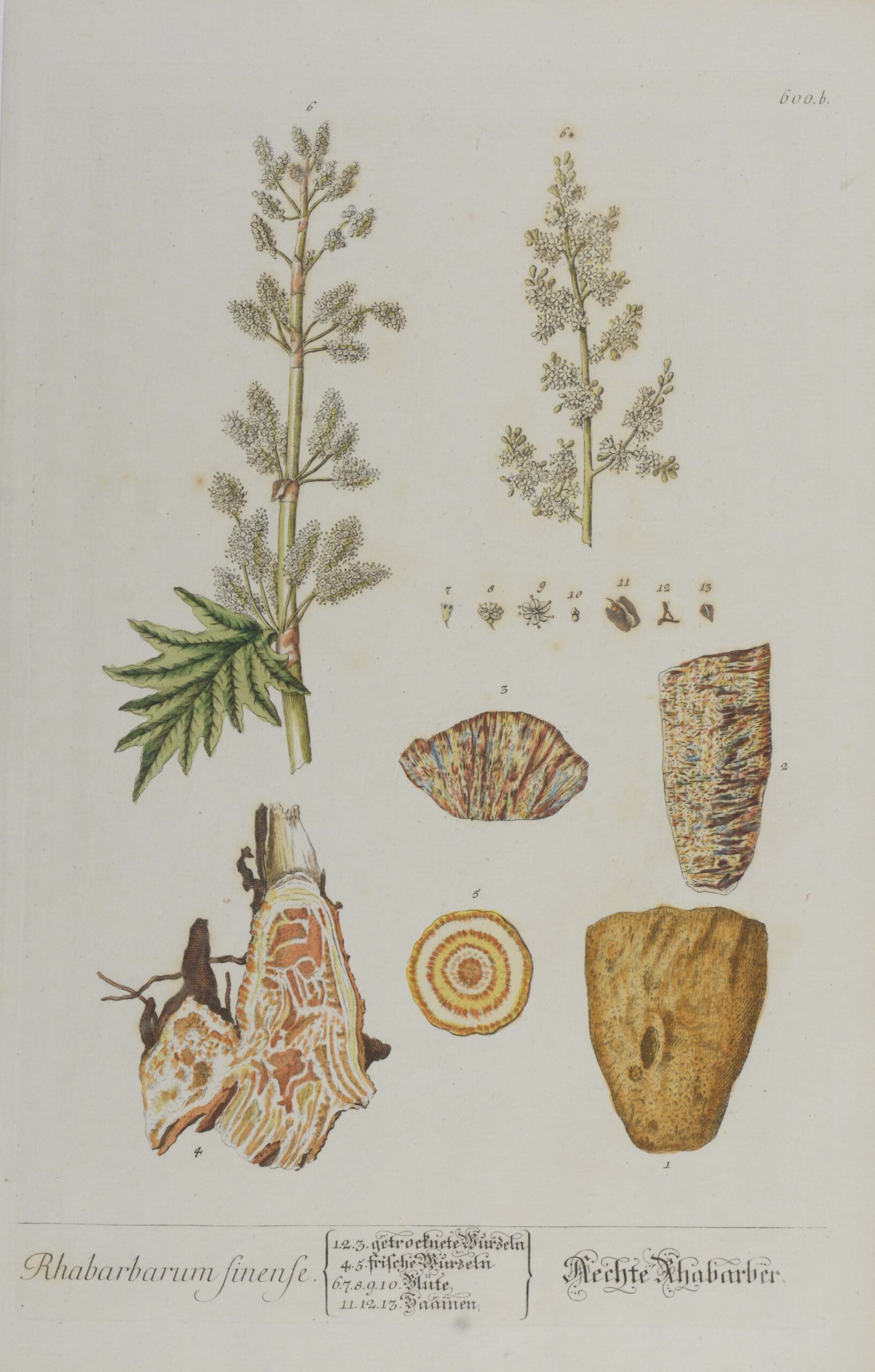 -Rhabarbarum sinense. Aechte Rhabarber. Darstellung von frischer und getrockneter Wurzel